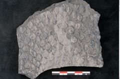 Foto (Detailansicht) von Lepidodendron sp.  (NHMW-GEO-2024-0188-11166)